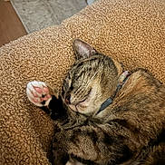 Calie is registered to the contest to win money with this photo: animal, blanket, cat, closeup, collar, comfort, cozy, cute, feline, fur, indoor, paw, pet, pink_paw_pads, relaxed, resting, sleeping, soft, tabby, whiskers