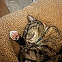 animal, blanket, cat, closeup, collar, comfort, cozy, cute, feline, fur, indoor, paw, pet, pink_paw_pads, relaxed, resting, sleeping, soft, tabby, whiskers