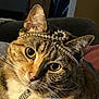 cat, tabby, pet, close_up, collar, tag, beads, jewelry, whiskers, ears, fur, animal, indoors, cozy, face, portrait, relaxed, cute, domestic_cat, feline