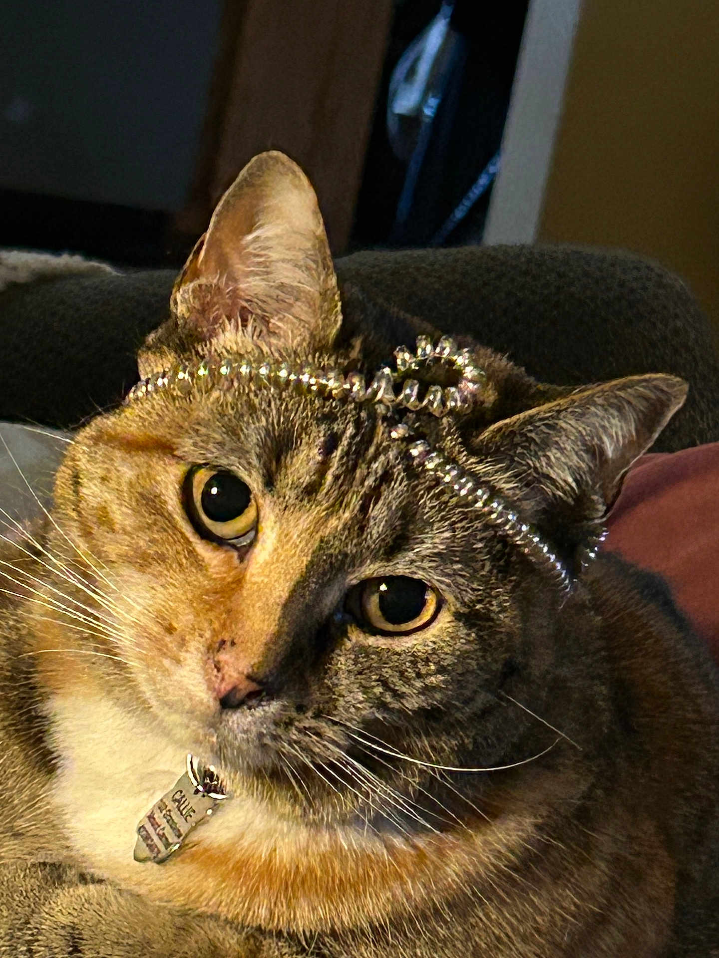 Callie joined the competition — help win amazing prizes! cat, tabby, pet, close_up, collar, tag, beads, jewelry, whiskers, ears, fur, animal, indoors, cozy, face, portrait, relaxed, cute, domestic_cat, feline