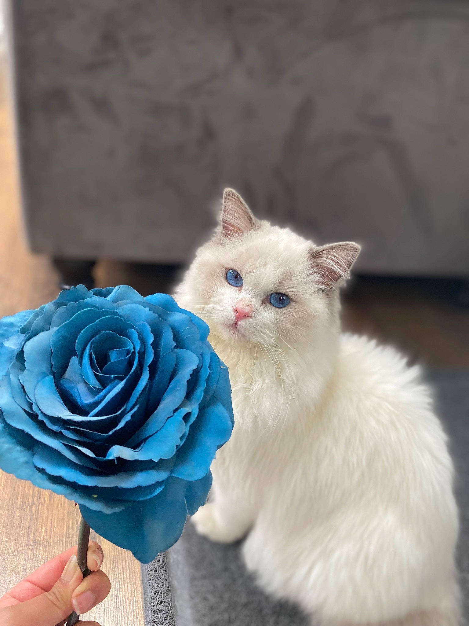 Cairo is registered to the contest to win money with this photo: carnivore, cat, electric_blue, fashion_accessory, fawn, felidae, flower, fur, hybrid_tea_rose, paw, petal, plant, rose, rose_family, rose_order, small_to_medium_sized_cats, snout, tail, whiskers, window