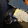 Archie joined the competition — help win amazing prizes! dog, sleeping, couch, blanket, pillow, hand, person, indoor, resting, cozy, fur, pet, comfort, relaxation, brown, blue, white, texture, soft, quiet