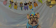 Archie joined the competition — help win amazing prizes! dog, french_bulldog, birthday, party_hat, bandana, balloons, banner, celebration, blue_mat, toy, indoor, pet, cute, festive, decorations, sitting, portrait, canine, animal, birthday_party