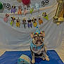 dog, french_bulldog, birthday, party_hat, bandana, balloons, banner, celebration, blue_mat, toy, indoor, pet, cute, festive, decorations, sitting, portrait, canine, animal, birthday_party