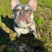 Archie is registered to the contest to win money with this photo: dog, french_bulldog, heterochromia, leash, collar, outdoor, grass, rocks, sunlight, pet, animal, closeup, cute, ears, face, sitting, nature, daylight, portrait, canine