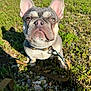 dog, french_bulldog, heterochromia, leash, collar, outdoor, grass, rocks, sunlight, pet, animal, closeup, cute, ears, face, sitting, nature, daylight, portrait, canine