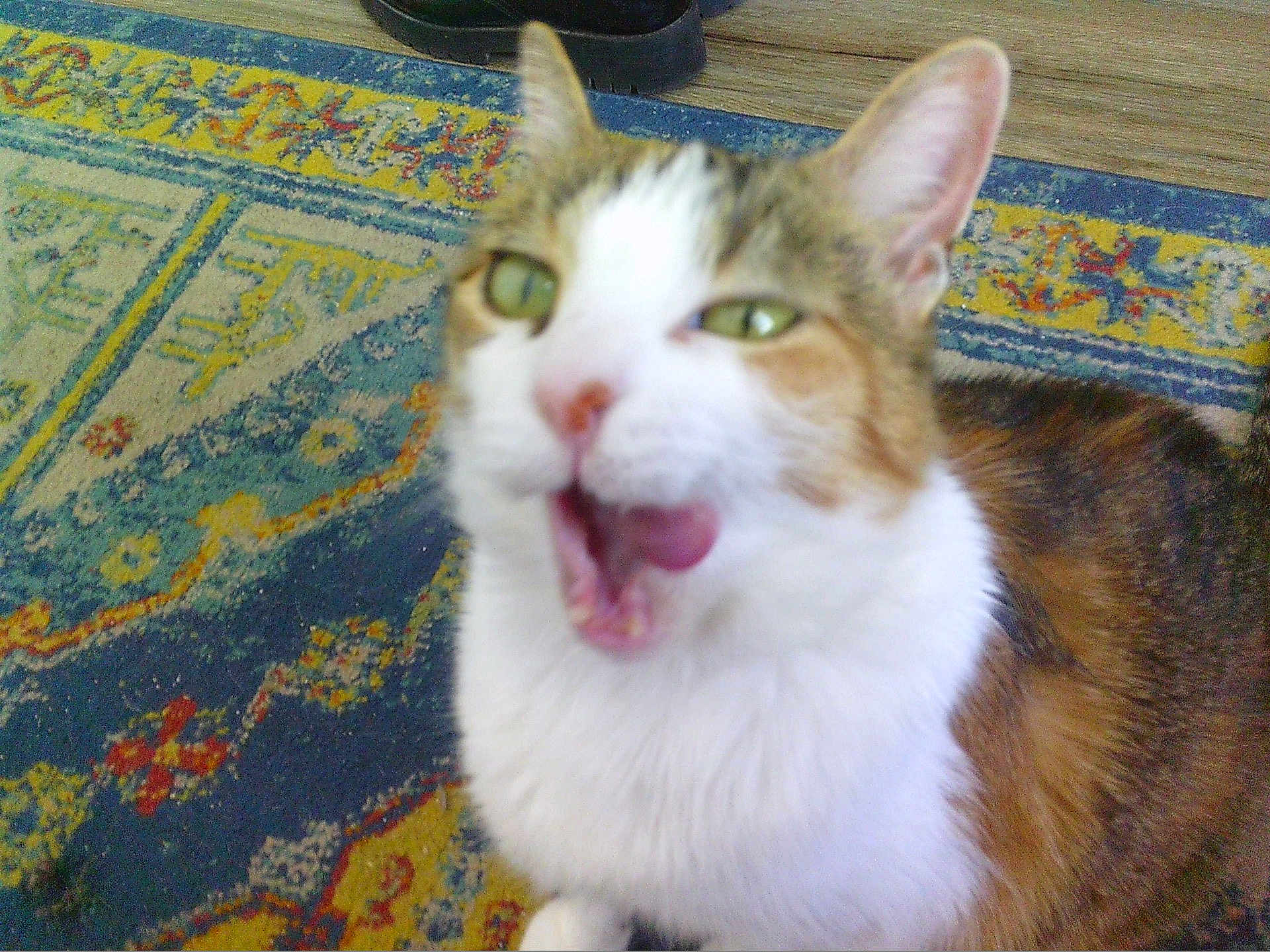 Keeper joined the competition — help win amazing prizes! cat, calico_cat, pet, feline, tongue_out, licking, close_up, green_eyes, whiskers, ear, fur, tricolor, carpet, rug, indoor, portrait, mouth_open, nose, cute, home