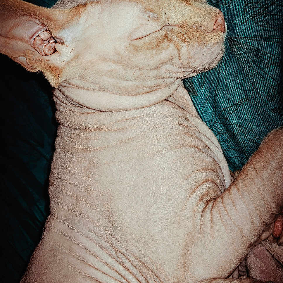 Kernel joined the competition — help win amazing prizes! abyssinian, animal, ankle, back, bodypart, bulldog, canine, cat, dog, egyptiancat, finger, hand, kitten, manx, person, pet, pitbull, siamese, sleeping