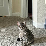 Possum is registered to the contest to win money with this photo: attentive, baseboard, carpet, cat, domestic_cat, doorway, ears, eyes, gray, home_interior, indoor, natural_light, paws, pet, portrait, shadow, sitting, tabby_cat, wall, whiskers