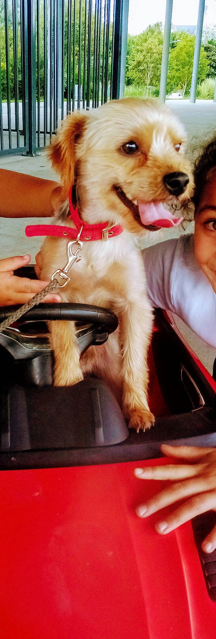 Sonic participe au concours pour gagner de l'argent avec cette photo : canidae, carnivore, child, collar, companion_dog, dog, dog_breed, dog_collar, dog_supply, ear, eyewear, fawn, fun, fur, happy, puppy_love, snout, sporting_group, toy_dog, vertebrate