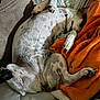 animal, blanket, comfort, companion, couch, cozy, cute, dog, fur, home, indoor, nap, paw, pet, pillow, relaxed, resting, sleeping, spotted, white