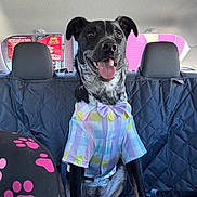 Cooper is registered to the contest to win money with this photo: dog, car, backseat, shirt, bow_tie, black_dog, happy, tongue_out, seat_cover, window, sign, colorful, ears_up, pet, animal, sitting, inside, vehicle, canine, cute