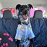 dog, car, backseat, shirt, bow_tie, black_dog, happy, tongue_out, seat_cover, window, sign, colorful, ears_up, pet, animal, sitting, inside, vehicle, canine, cute