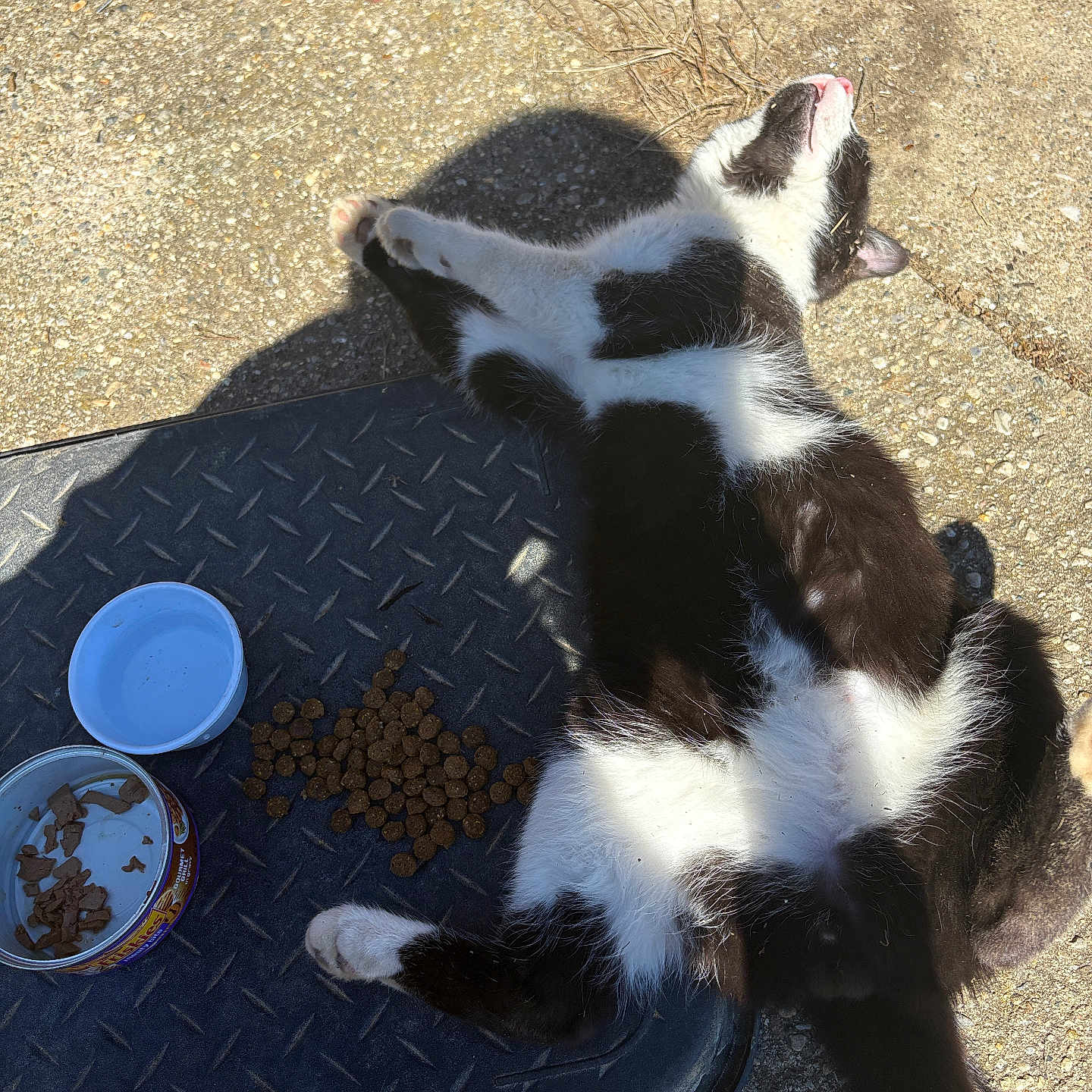 Onyx is registered to the contest to win money with this photo: animal, beverage, bowl, cat, coffee, coffeecup, cup, diningtable, food, furniture, kitten, manx, mat, meal, path, pet, road, saucer, table, walkway