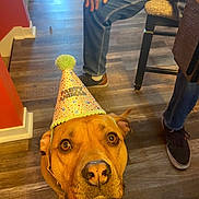 Sebastian is registered to the contest to win money with this photo: dog, party_hat, indoor, floor, wooden_floor, pet, brown_dog, looking_up, party, casual_clothing, jeans, shoe, human_hand, celebration, animal, domestic_animal, canine, companion, cute, curious