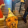 dog, party_hat, indoor, floor, wooden_floor, pet, brown_dog, looking_up, party, casual_clothing, jeans, shoe, human_hand, celebration, animal, domestic_animal, canine, companion, cute, curious