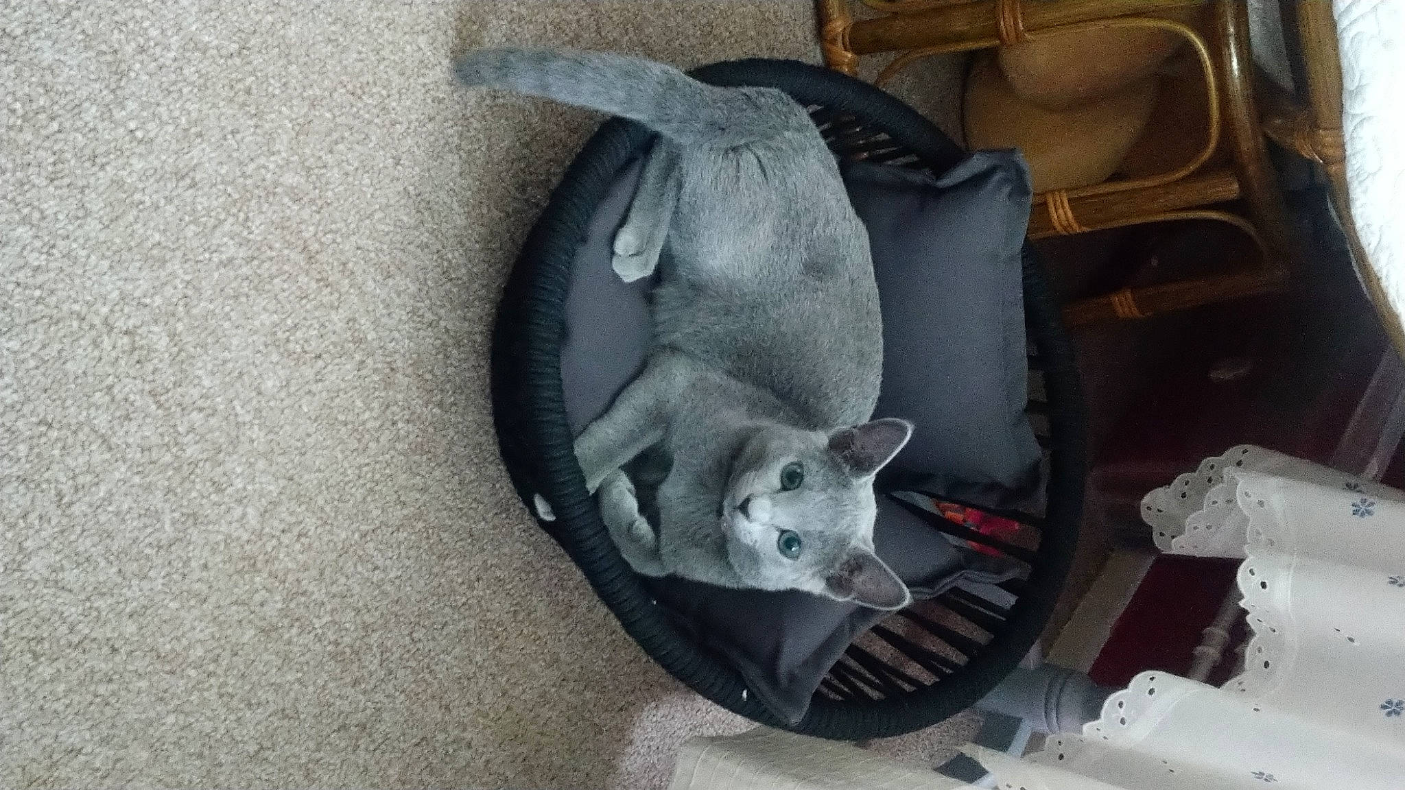 Bloue participe au concours pour gagner de l'argent avec cette photo : canidae, carnivore, cat, chair, comfort, dog_breed, domestic_short_haired_cat, fawn, felidae, fur, grey, small_to_medium_sized_cats, snout, tail, whiskers