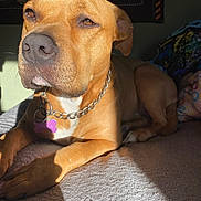 Bella joined the competition — help win amazing prizes! dog, pet, brown_coat, chain_collar, purple_tag, bed, blanket, sunlight, shadow, relaxed, indoor, closeup, animal, canine, fur, ears, nose, paw, laying_down, portrait