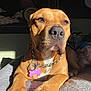Bella is registered to the contest to win money with this photo: dog, pet, brown_coat, sunlight, indoor, collar, tag, paw, canine, resting, close_up, furniture, blanket, portrait, animal, relaxed, chain, warm_light, snout, ears