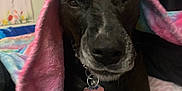 Pepper joined the competition — help win amazing prizes! dog, blanket, bed, pillow, black_dog, collar, indoor, resting, cozy, pet, animal, fur, cute, portrait, relaxing, colorful_blanket, living_room, comfort, sleepy, domestic_animal
