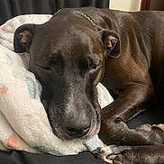Pepper joined the competition — help win amazing prizes! dog, sleeping, blanket, bed, resting, cozy, indoor, paw, fur, closeup, relaxed, brown, canine, comfort, household, pet, domestic, napping, soft, quiet