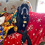 Pepper joined the competition — help win amazing prizes! dog, black_dog, pet, couch, blanket, crossed_paws, indoor, window, tag, relaxing, cozy, fur, animal, resting, home, comfort, winter, decor, nap, furniture