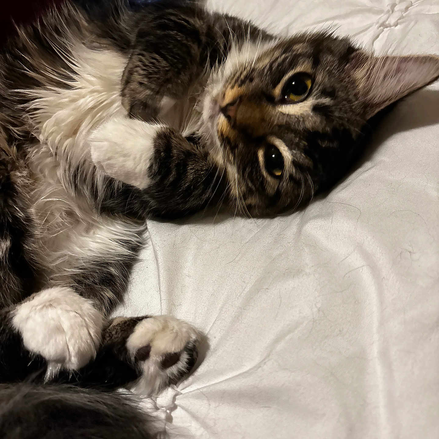 Zoey joined the competition — help win amazing prizes! animal, bed, cat, close_up, curious, cute, domestic_animal, feline, fluffy, fur, indoor, lying_down, paw, pet, relaxed, sleepy, tabby, whiskers, white_bedspread, white_paws