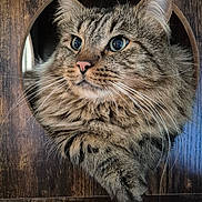 Mini participe au concours pour gagner de l'argent avec cette photo : animal, cat, close_up, curious, cute, domestic_cat, ears, eye, face, feline, fluffy, fur, indoor, looking, mammal, paw, pet, tabby, whiskers, wooden_structure