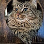 animal, cat, close_up, curious, cute, domestic_cat, ears, eye, face, feline, fluffy, fur, indoor, looking, mammal, paw, pet, tabby, whiskers, wooden_structure