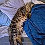 animal, blanket, cat, couch, cozy, domestic, fluffy, fur, furniture, home, indoor, pet, pillow, relaxed, resting, sleepy, stretching, tabby, whiskers, wooden_floor
