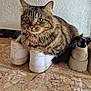 animal, cat, cozy, curious, domestic_animal, ears, feline, floor, fur, household, indoor, marble_floor, nike_air, pet, resting, shoe, sitting, tabby_cat, texture, whiskers