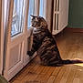 cat, cozy, curious, daylight, domestic, feline, fur, glass_door, green_wall, home, indoor, paw, pet, radiator, shadow, sitting, sunlight, tabby, window, wooden_floor