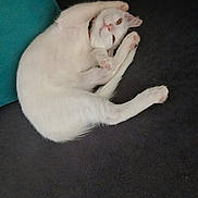 Floky participe au concours pour gagner de l'argent avec cette photo : animal, carpet, cat, curled_up, cushion, cute, domestic_cat, ears, feline, fur, indoor, mammal, paw, pet, playful, relaxed, resting, sleepy, whiskers, white_cat