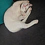 animal, carpet, cat, curled_up, cushion, cute, domestic_cat, ears, feline, fur, indoor, mammal, paw, pet, playful, relaxed, resting, sleepy, whiskers, white_cat