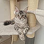 cat, tabby, feline, pet, cat_tree, scratching_post, indoor, gray, striped, fur, whiskers, ears, paws, relaxed, cute, animal, mammal, household, resting, cozy