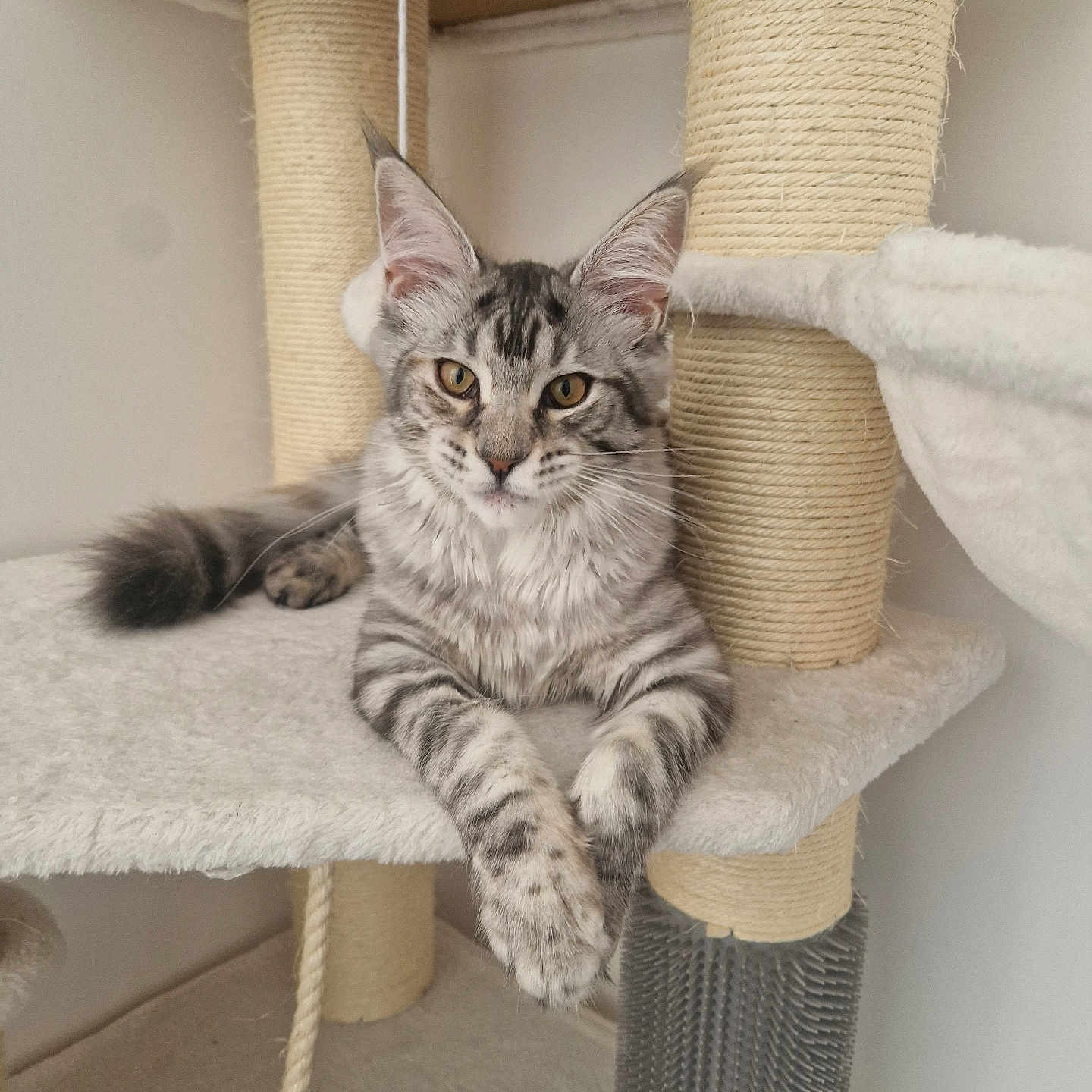 Arya a rejoint le concours — aidez-le/la à gagner de superbes lots ! animal, cat, cat_tree, cozy, cute, ears, feline, fur, gray, household, indoor, mammal, paws, pet, relaxed, resting, scratching_post, striped, tabby, whiskers