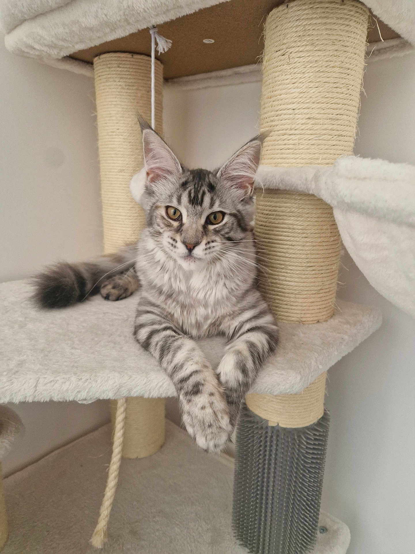 Arya a rejoint le concours — aidez-le/la à gagner de superbes lots ! cat, tabby, feline, pet, cat_tree, scratching_post, indoor, gray, striped, fur, whiskers, ears, paws, relaxed, cute, animal, mammal, household, resting, cozy