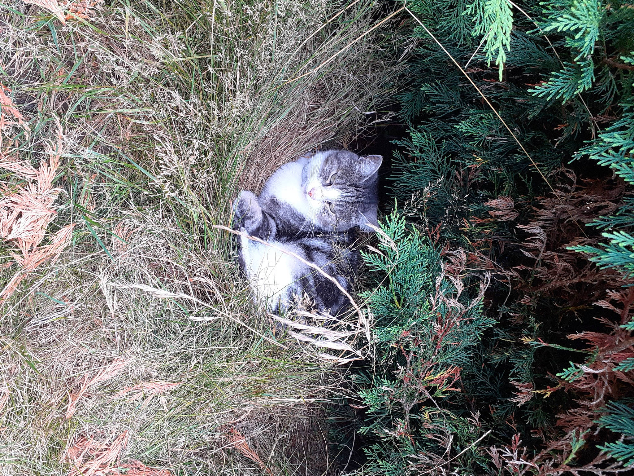 Minou participe au concours pour gagner de l'argent avec cette photo : biome, botany, branch, carnivore, cat, felidae, grass, grass_family, groundcover, leaf, organism, plant, plant_community, small_to_medium_sized_cats, terrestrial_animal, terrestrial_plant, trunk, twig, vegetation, wood