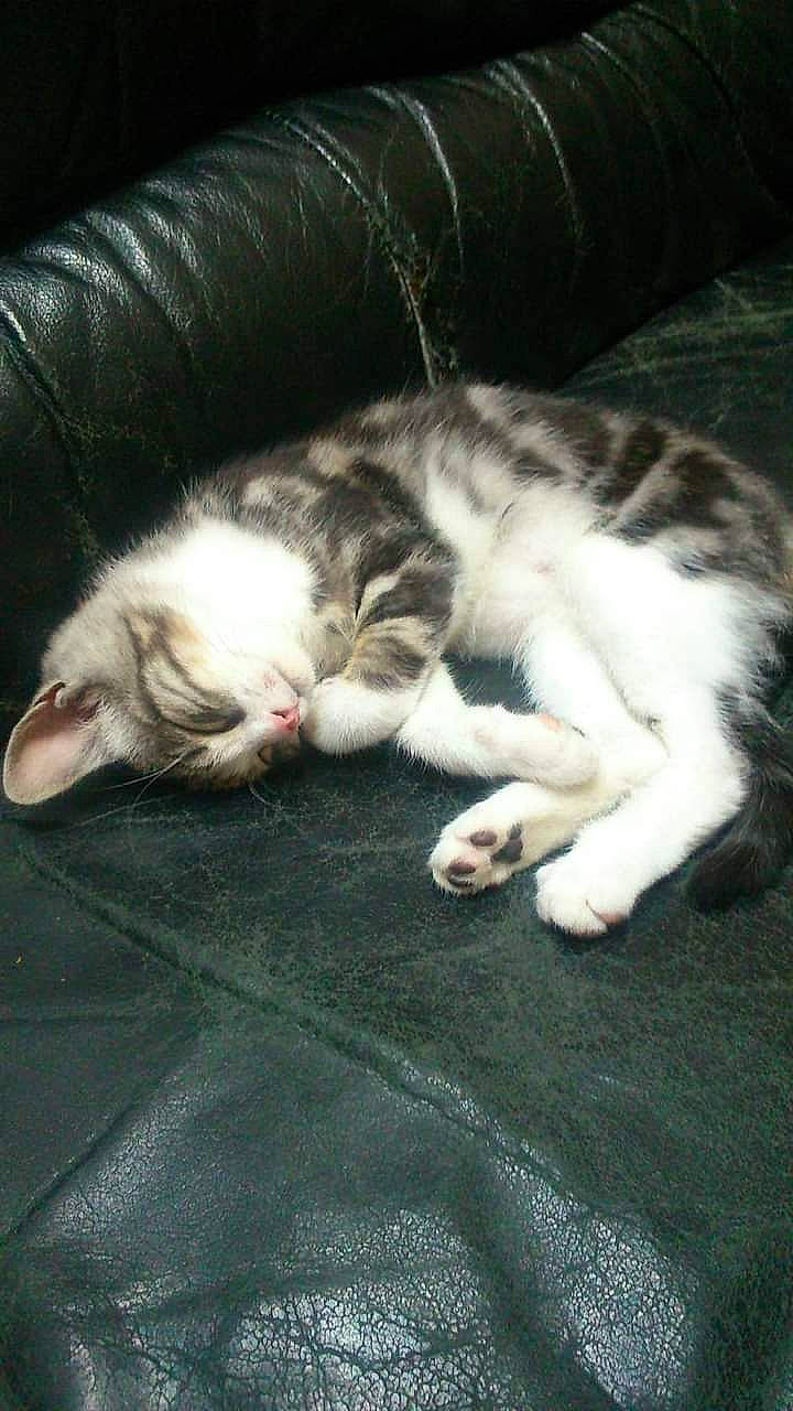 Minou participe au concours pour gagner de l'argent avec cette photo : carnivore, cat, claw, comfort, couch, domestic_short_haired_cat, felidae, fur, grass, nap, paw, sleep, small_to_medium_sized_cats, snout, tail, whiskers