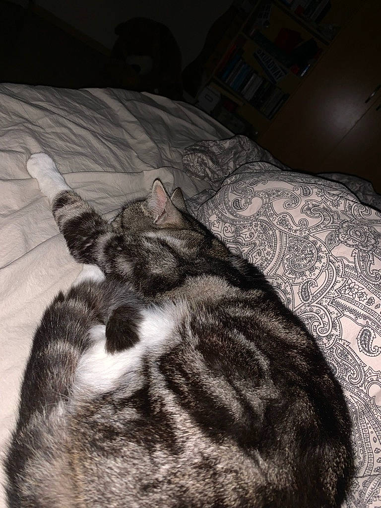 Minou participe au concours pour gagner de l'argent avec cette photo : bed, bedding, carnivore, cat, comfort, dog_breed, domestic_short_haired_cat, fawn, felidae, flooring, fur, linens, pattern, paw, small_to_medium_sized_cats, snout, sporting_group, tail, terrestrial_animal, whiskers