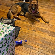Tank is registered to the contest to win money with this photo: dog, german_shepherd, wooden_floor, harness, wrapped_gift, christmas_wrapping_paper, pepsi_bottle, sofa, toy, indoor, pet, animal, floor, relaxed, brown, black, tongue_out, living_room, household, canine