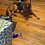 dog, german_shepherd, wooden_floor, harness, wrapped_gift, christmas_wrapping_paper, pepsi_bottle, sofa, toy, indoor, pet, animal, floor, relaxed, brown, black, tongue_out, living_room, household, canine