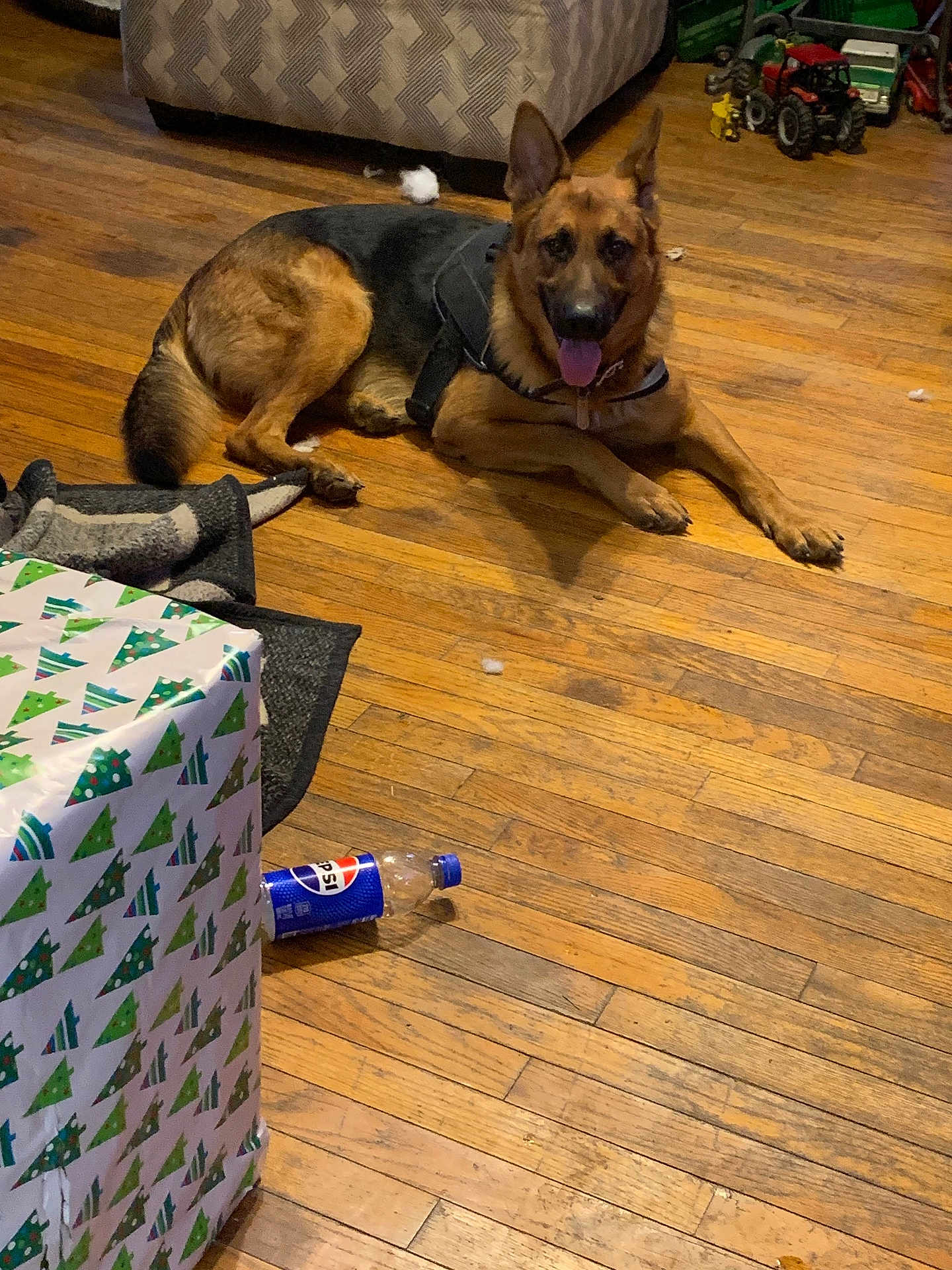 Tank is registered to the contest to win money with this photo: dog, german_shepherd, wooden_floor, harness, wrapped_gift, christmas_wrapping_paper, pepsi_bottle, sofa, toy, indoor, pet, animal, floor, relaxed, brown, black, tongue_out, living_room, household, canine
