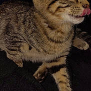 Lil Bit joined the competition — help win amazing prizes! cat, kitten, tabby, licking, tongue, fur, ears, whiskers, pet, animal, feline, cute, closeup, indoor, dark_background, texture, paw, young, alert, resting