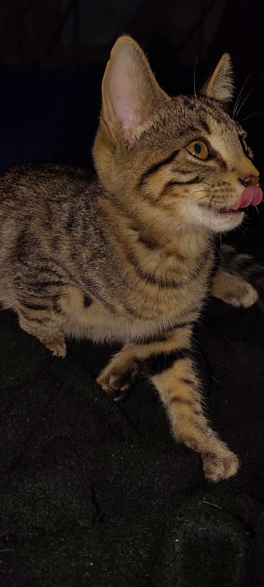 Lil Bit joined the competition — help win amazing prizes! cat, kitten, tabby, licking, tongue, fur, ears, whiskers, pet, animal, feline, cute, closeup, indoor, dark_background, texture, paw, young, alert, resting