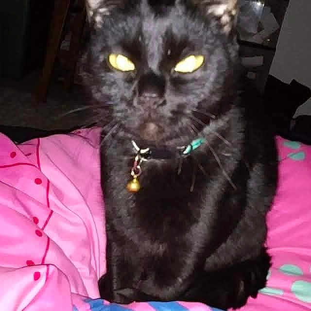 Midnite Dawn joined the competition — help win amazing prizes! animal, bedroom, bell, black_cat, blanket, blue_blanket, cat, collar, domestic_cat, ears, feline, flash, fur, indoor, night, pet, pink_blanket, reflection, sitting, whiskers