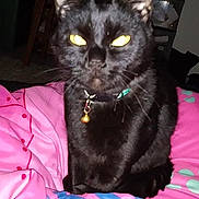 Midnite Dawn is registered to the contest to win money with this photo: black_cat, cat, pet, indoor, bedspread, blanket, furniture, flash, glowing_eyes, close_up, collar, bell, domestic_cat, animal, night, room, sitting, cute, fur, whiskers