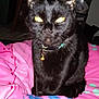 black_cat, cat, pet, indoor, bedspread, blanket, furniture, flash, glowing_eyes, close_up, collar, bell, domestic_cat, animal, night, room, sitting, cute, fur, whiskers
