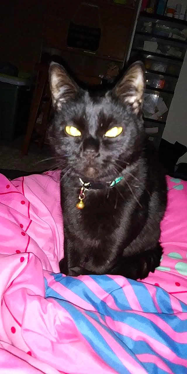 Midnite Dawn is registered to the contest to win money with this photo: black_cat, cat, pet, indoor, bedspread, blanket, furniture, flash, glowing_eyes, close_up, collar, bell, domestic_cat, animal, night, room, sitting, cute, fur, whiskers