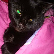 Midnite Dawn joined the competition — help win amazing prizes! animal, black_cat, blanket, cat, close_up, cozy, cute, domestic_animal, eyes, face, fur, fur_texture, indoor, paw, pet, pink, resting, sleeping, snuggled, whiskers